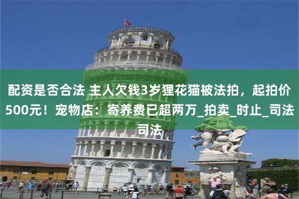 配资是否合法 主人欠钱3岁狸花猫被法拍，起拍价500元！宠物店：寄养费已超两万_拍卖_时止_司法